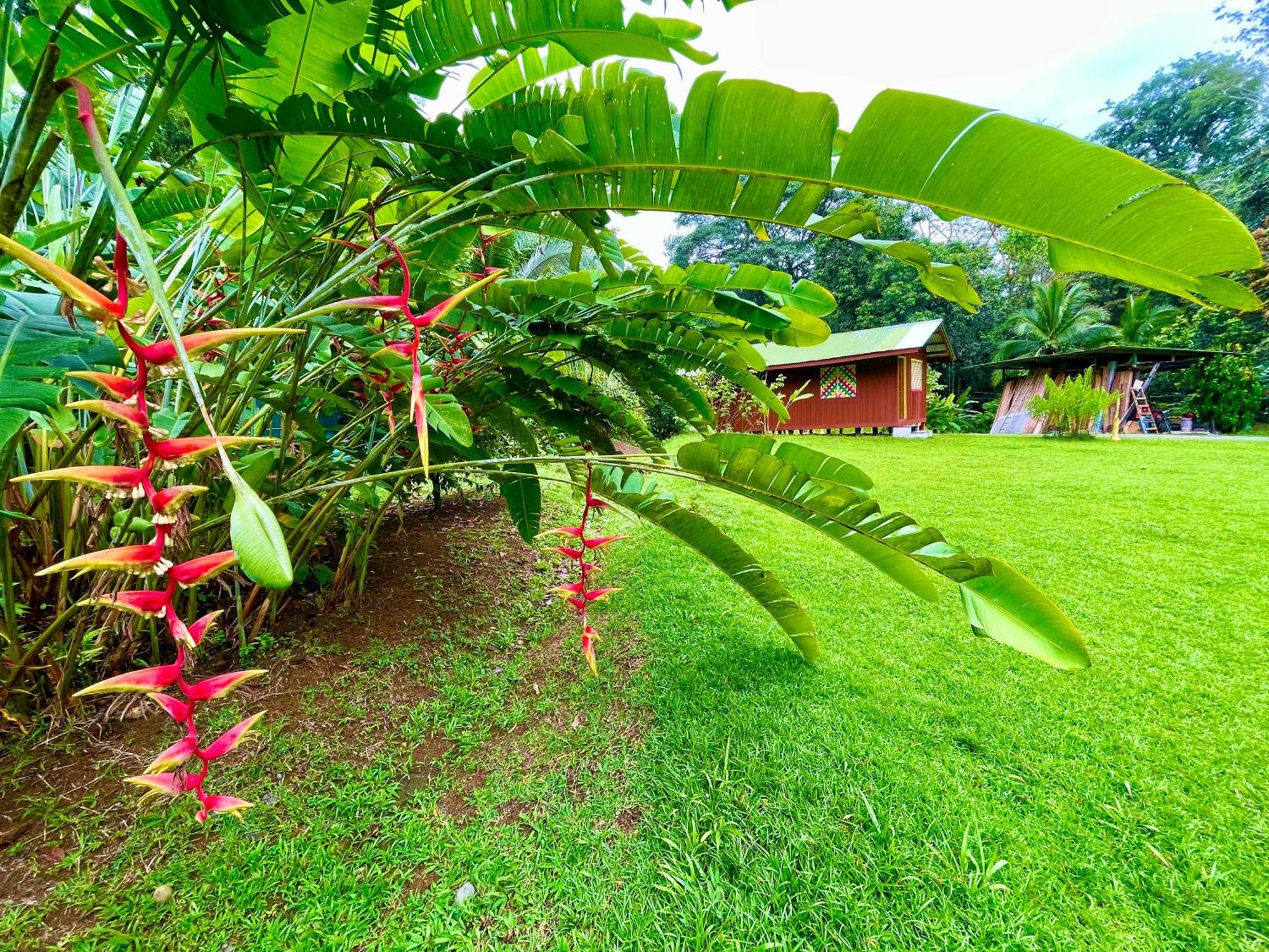 Alouatta Lodge And Canopy Cahuita Kültér fotó